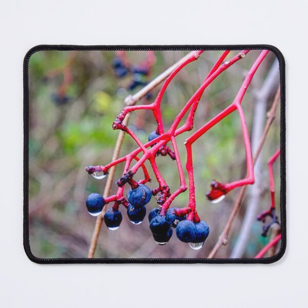 Item preview, Dogwood Berries 2 designed and sold by Robert Alsop.