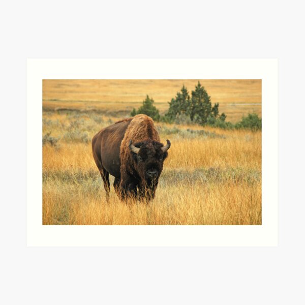 Buffalo at TRNP Art Print