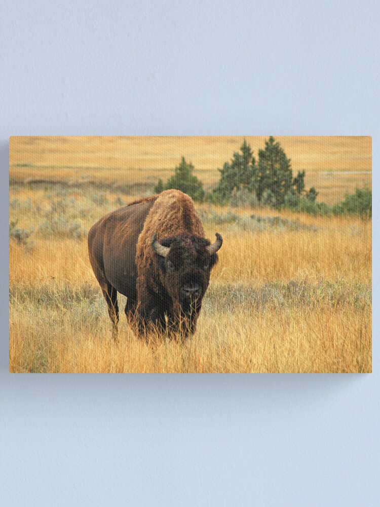 Canvas Print, Buffalo at TRNP designed and sold by Jerry Walter