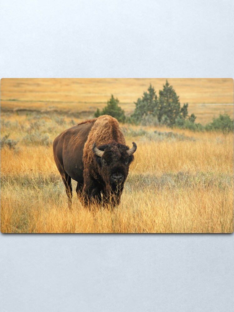 Alternate view of Buffalo at TRNP Metal Print