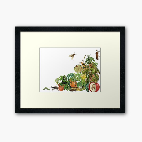 Item preview, Insect pest cornucopia designed and sold by BiosecurityColl.