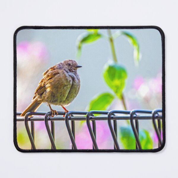Item preview, Puffed up Dunnock designed and sold by George Kelsey.