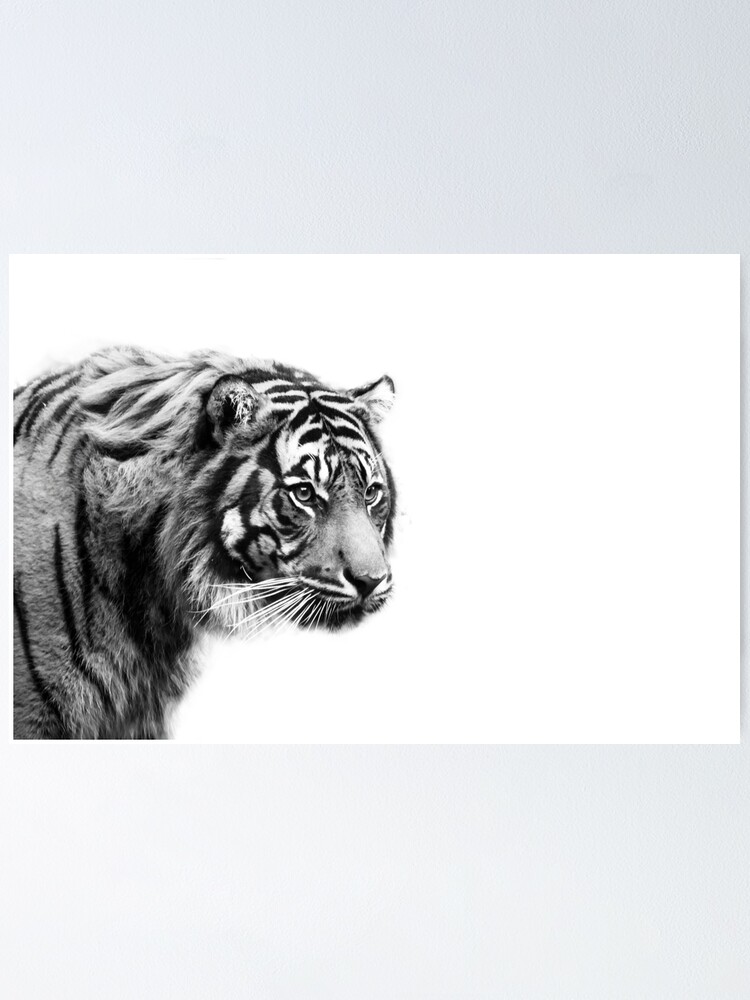 "Black and White Tiger" Poster by PenguinPlot Redbubble