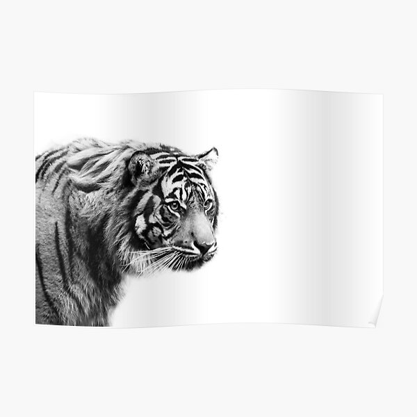 "Black and White Tiger" Poster by PenguinPlot Redbubble