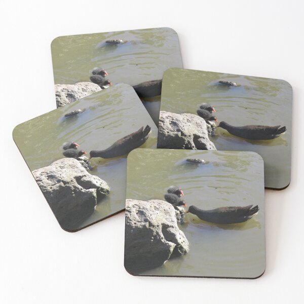 Item preview, Dusky moorhen and chicks designed and sold by greentiger1.