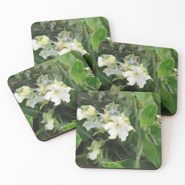 Item preview, Moth plant flower designed and sold by greentiger1.