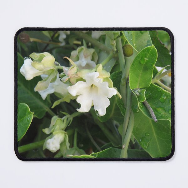 Item preview, Moth plant flower designed and sold by greentiger1.
