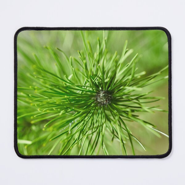 Item preview, spruce branch designed and sold by IgorKovalenko.