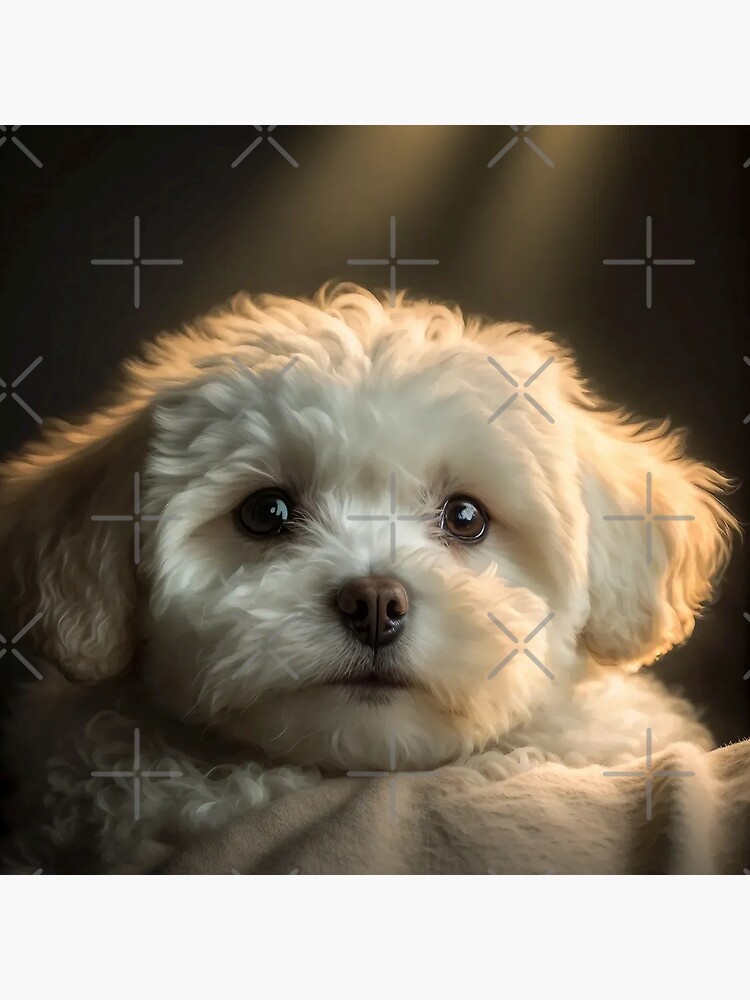 Cute Shichon Puppy On The Sofa