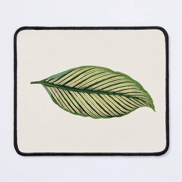 Item preview, Vintage Green Maranta Vittata Leaf illustration designed and sold by Pretty  Pixel.