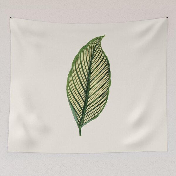 Item preview, Vintage Green Maranta Vittata Leaf illustration designed and sold by Pretty  Pixel.