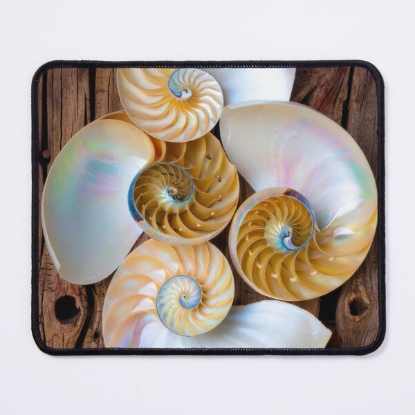 Item preview, Natures Four Chambered Nautilus Seashells designed and sold by Garry Gay.