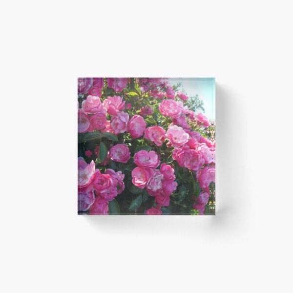 Item preview, Pink blooming rose bush // designed and sold by Lillrose.