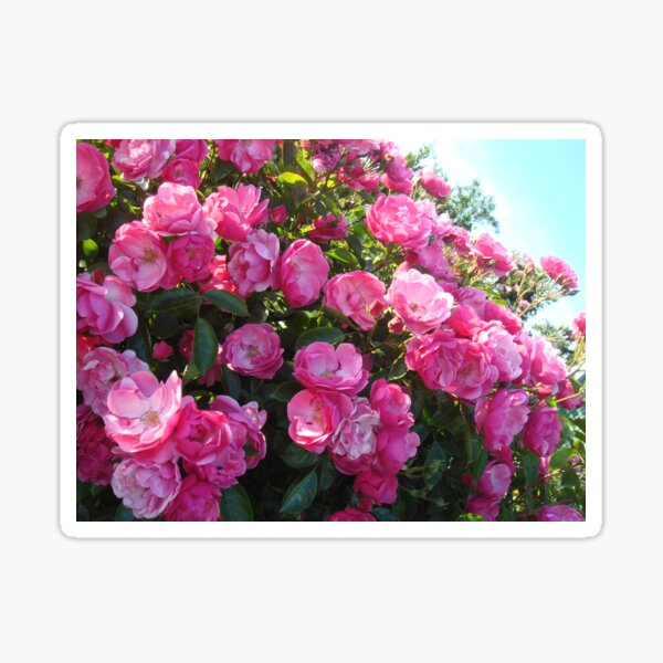 Item preview, Pink blooming rose bush // designed and sold by Lillrose.