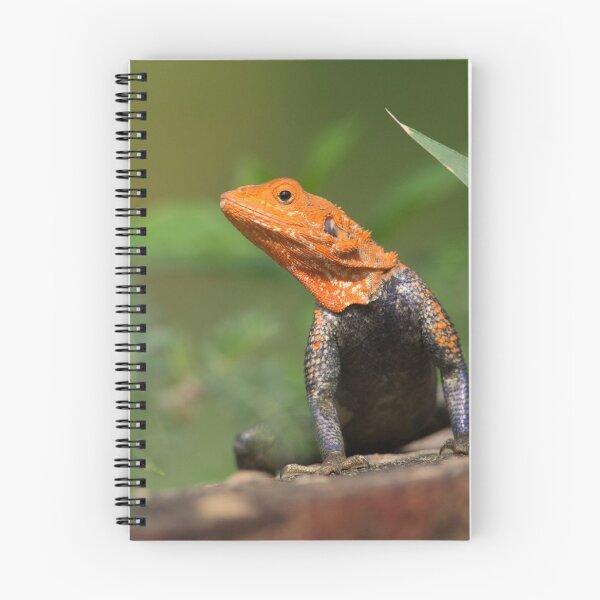 Item preview, Red-headed Agama - Murchison Falls National Park, Uganda - July 2017 designed and sold by Rob Drummond.