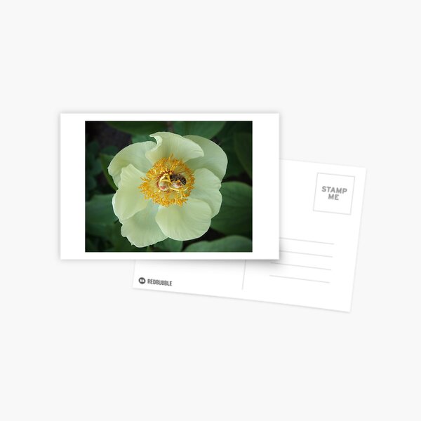 Bee on Flower Postcard
