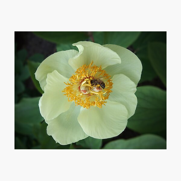 Bee on Flower Photographic Print
