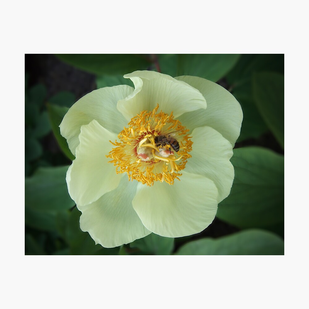 Bee on Flower Photographic Print