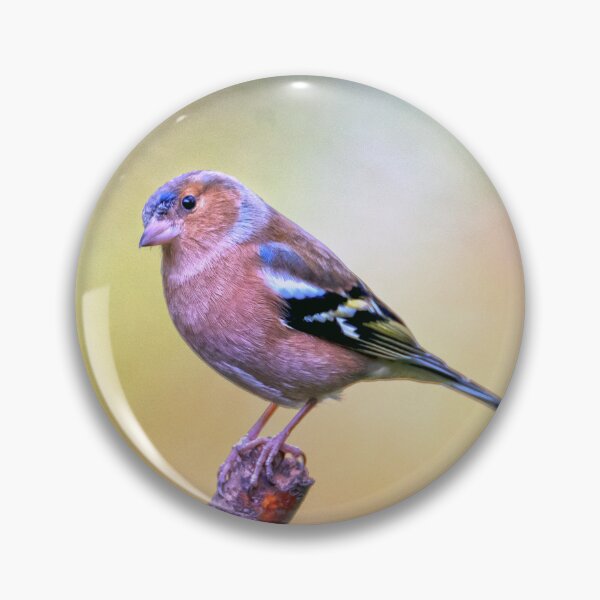 Item preview, Chaffinch breaks catapult designed and sold by George Kelsey.