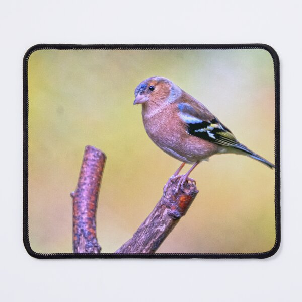 Item preview, Chaffinch breaks catapult designed and sold by George Kelsey.