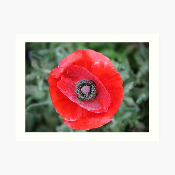 Red Powdery Poppy Art Print
