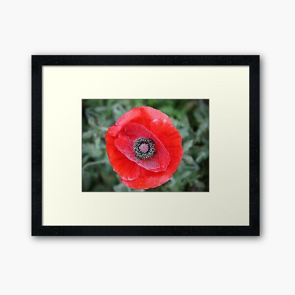 Red Powdery Poppy Framed Art Print