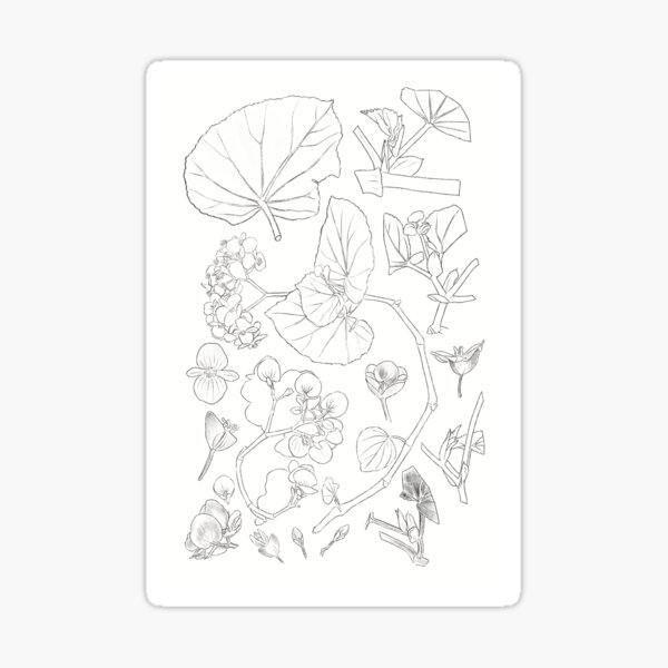 Regalos y productos: Ala De %c3%a1ngel Begonia | Redbubble