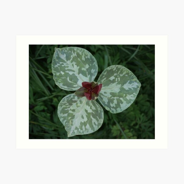 Trillium Art Print