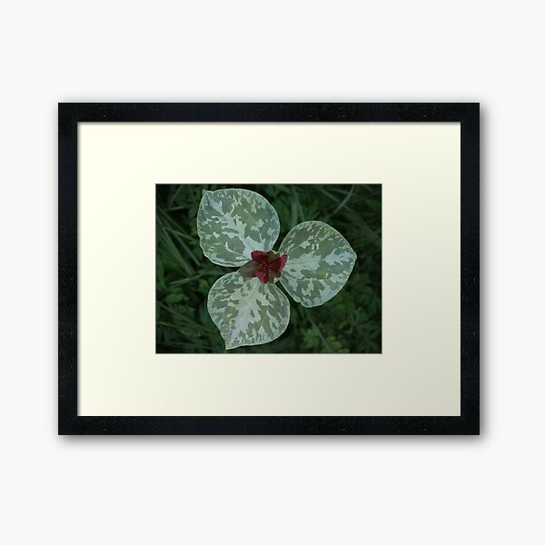 Trillium Framed Art Print