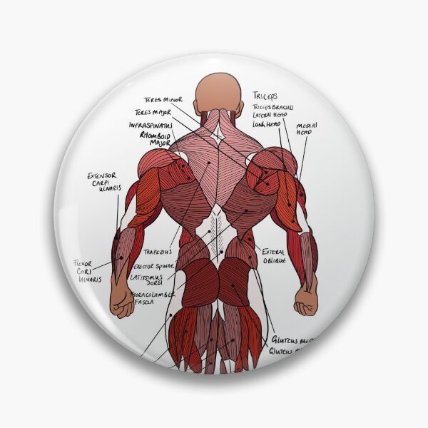 Item preview, Labelled Posterior Muscle Anatomy study aid  designed and sold by faolansforge.