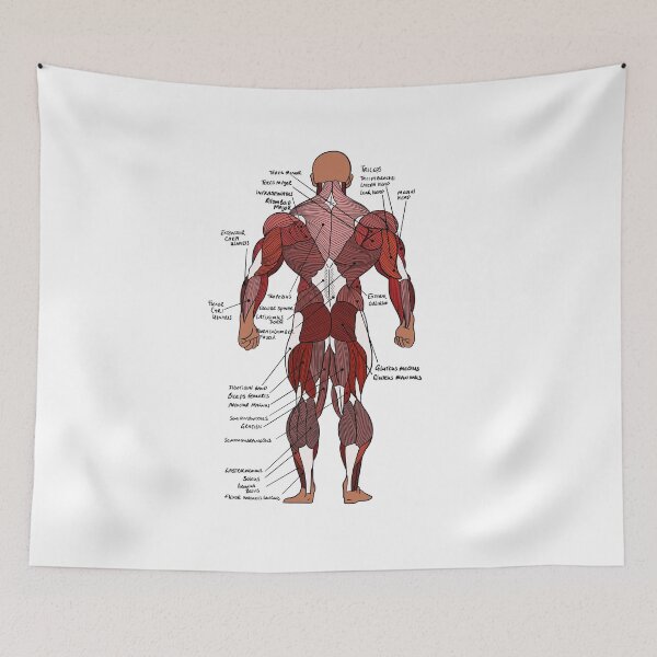 Item preview, Labelled Posterior Muscle Anatomy study aid  designed and sold by faolansforge.