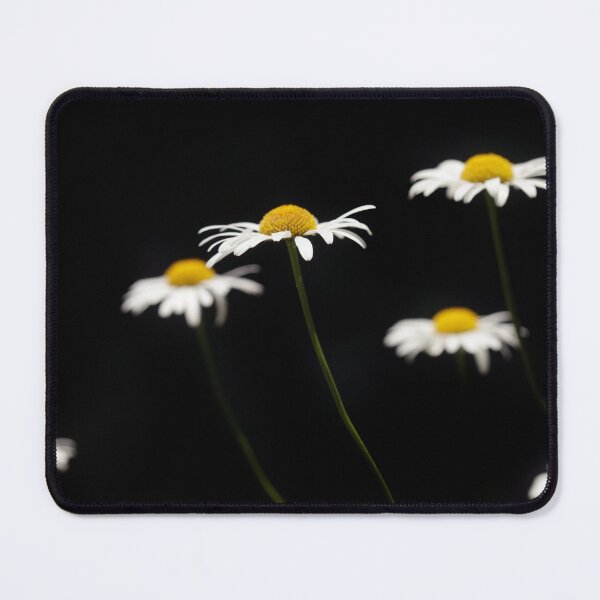Item preview, White chamomiles on black background designed and sold by olena2552.