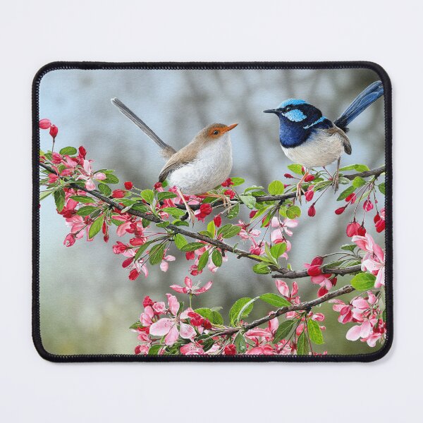 Item preview, "Courtship" (Superb Fairy-wrens) designed and sold by Frances McMahon Watercolour Bird Artist.