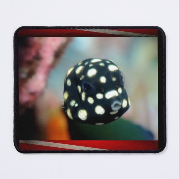 Item preview, baby smooth trunk fish designed and sold by publicidaddig.