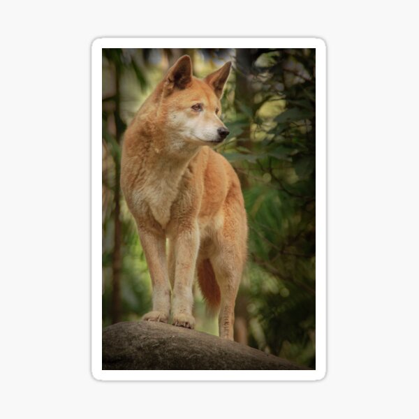 Dingo Sticker For Sale By Kart Redbubble