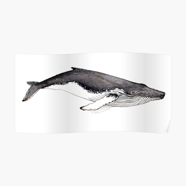 Humpback whale (Megaptera novaeangliae) Poster