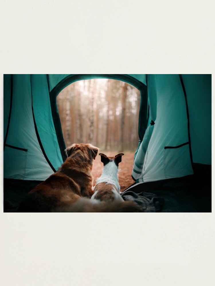 dog travel tent