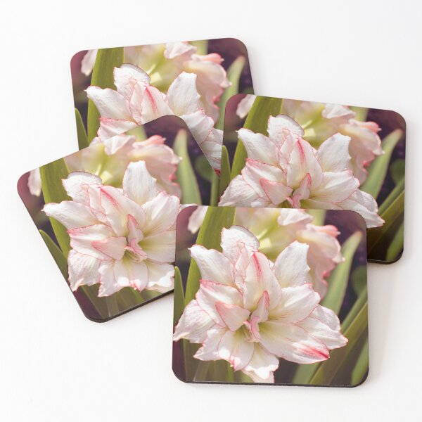 Item preview, Amaryllis Candy Cane or double Hippeastrum designed and sold by Zina Stromberg.
