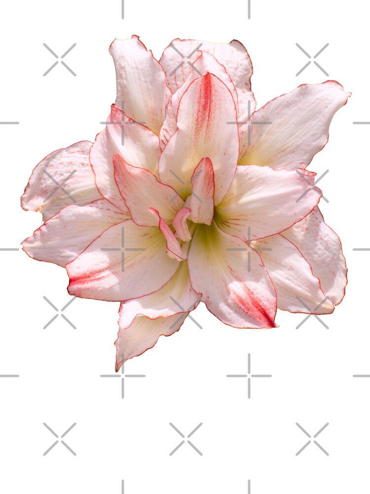 Camiseta para niños «Amaryllis Candy Cane o doble Hippeastrum» de  ZinaStromberg | Redbubble