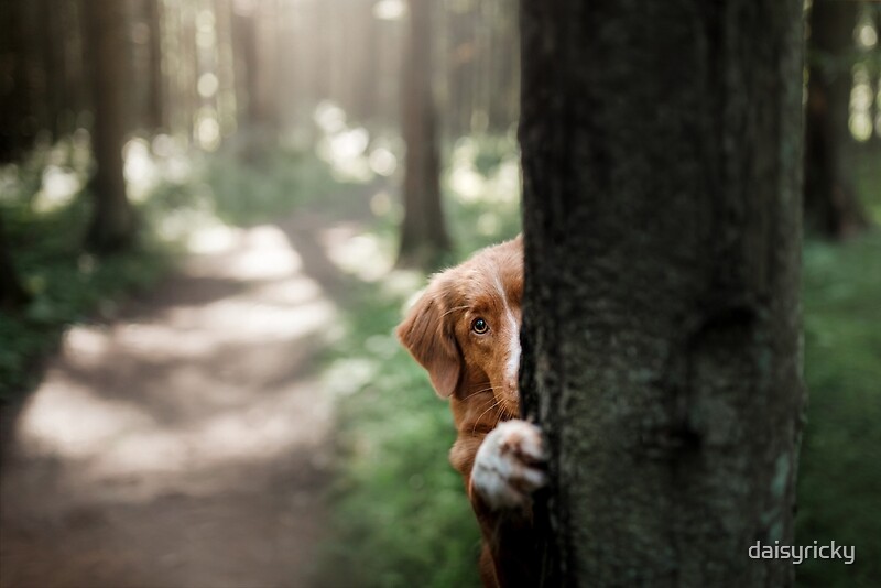 "cute dog hiding behind a tree. Travel with a pet" by daisyricky
