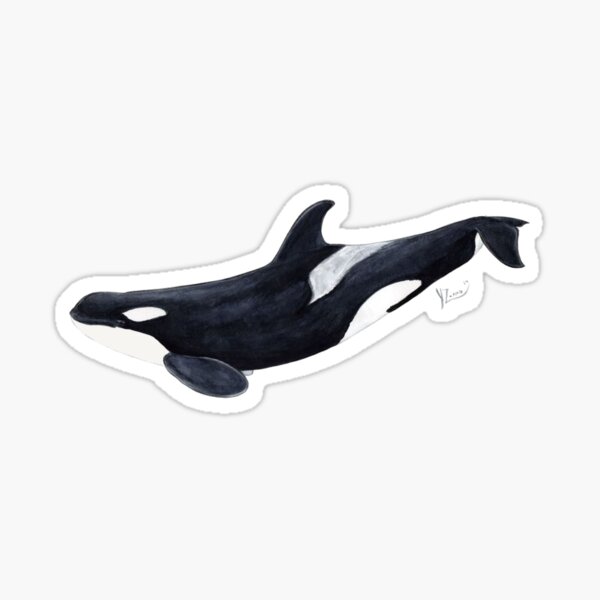 Item preview, Orca (Orcinus orca) for killer whale lovers designed and sold by chloeyzoard.