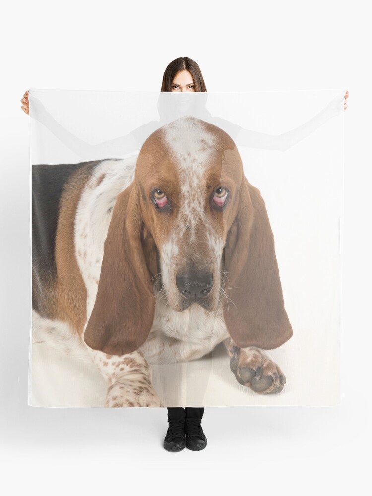 Sad looking Basset Hound dog Scarf