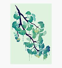 O Ginkgo (in Green) Photographic Print