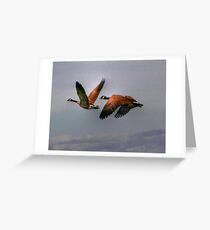 Canada Geese In Flight Greeting Card