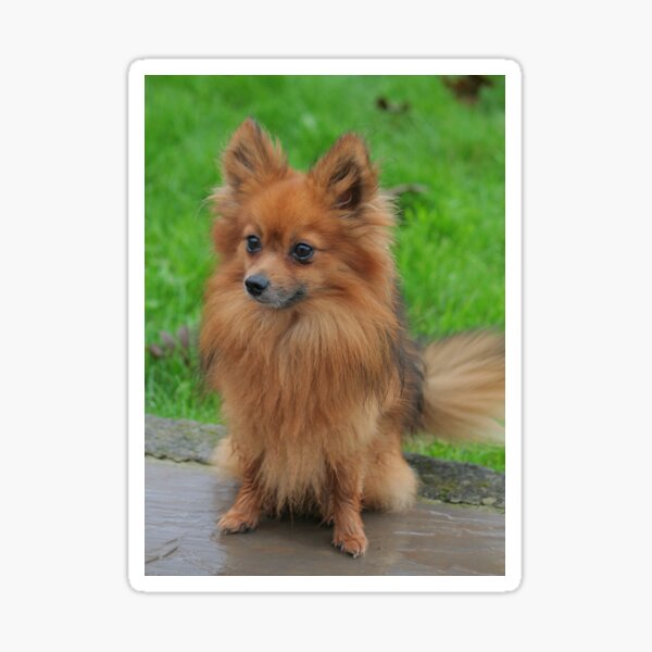 Fluffy Pomeranian Sticker
