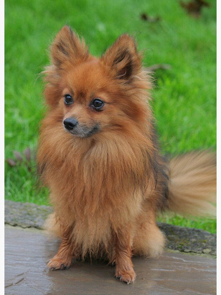 fluffiest pomeranian