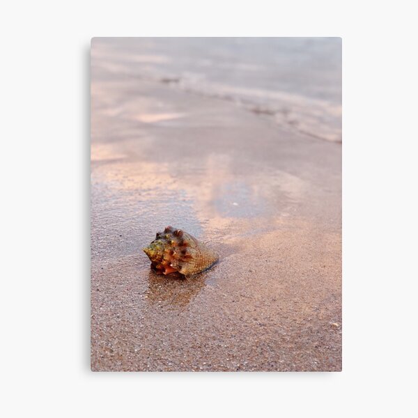 Pink Sunset Seashell in the Sand Photograph  Canvas Print