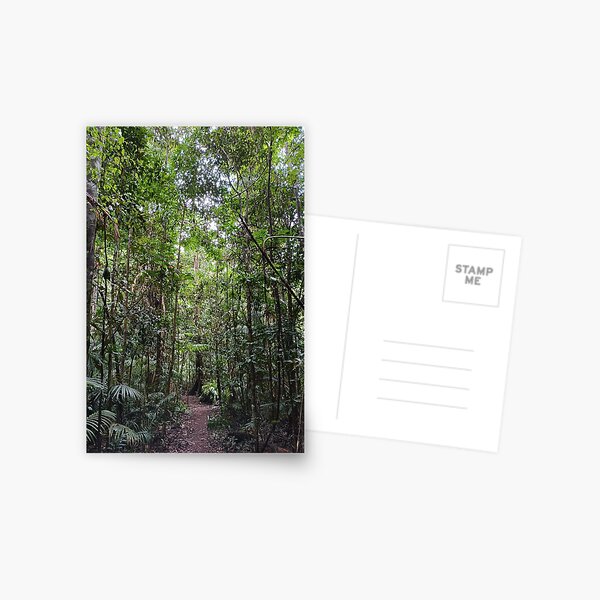 Rainforest walk Postcard