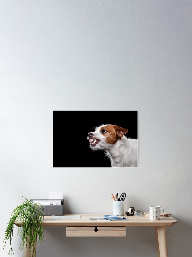 Poster Chien Jack Russell Terrier Est En Colere Montrant Des Dents Par Daisyricky Redbubble