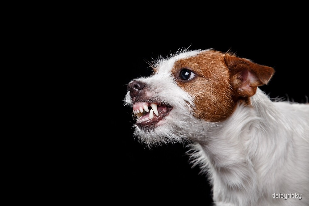 "dog Jack Russell Terrier is angry, showing teeth" by daisyricky